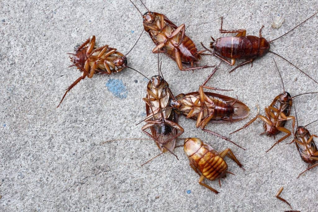 Cockroach killer