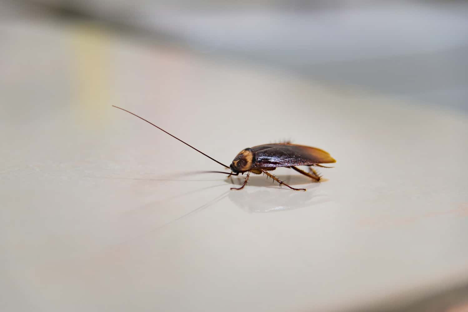 cockroaches cockroach soluty blattes cafards traitement