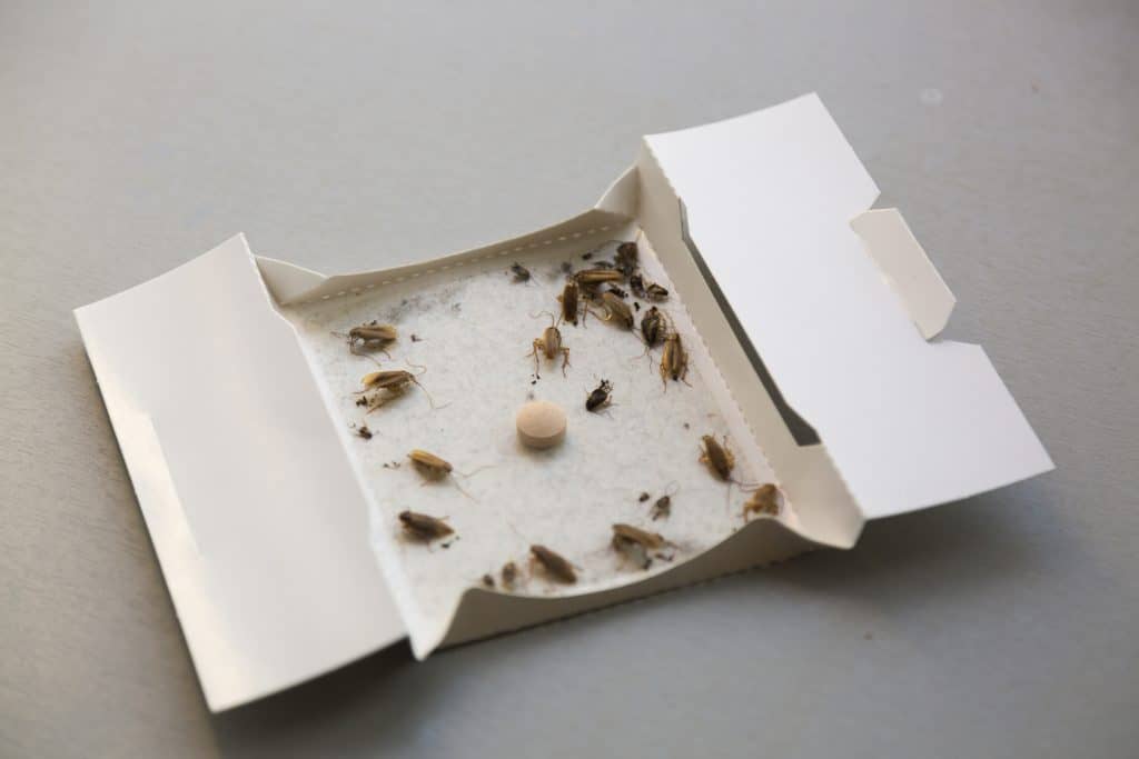 Cockroach sticky traps