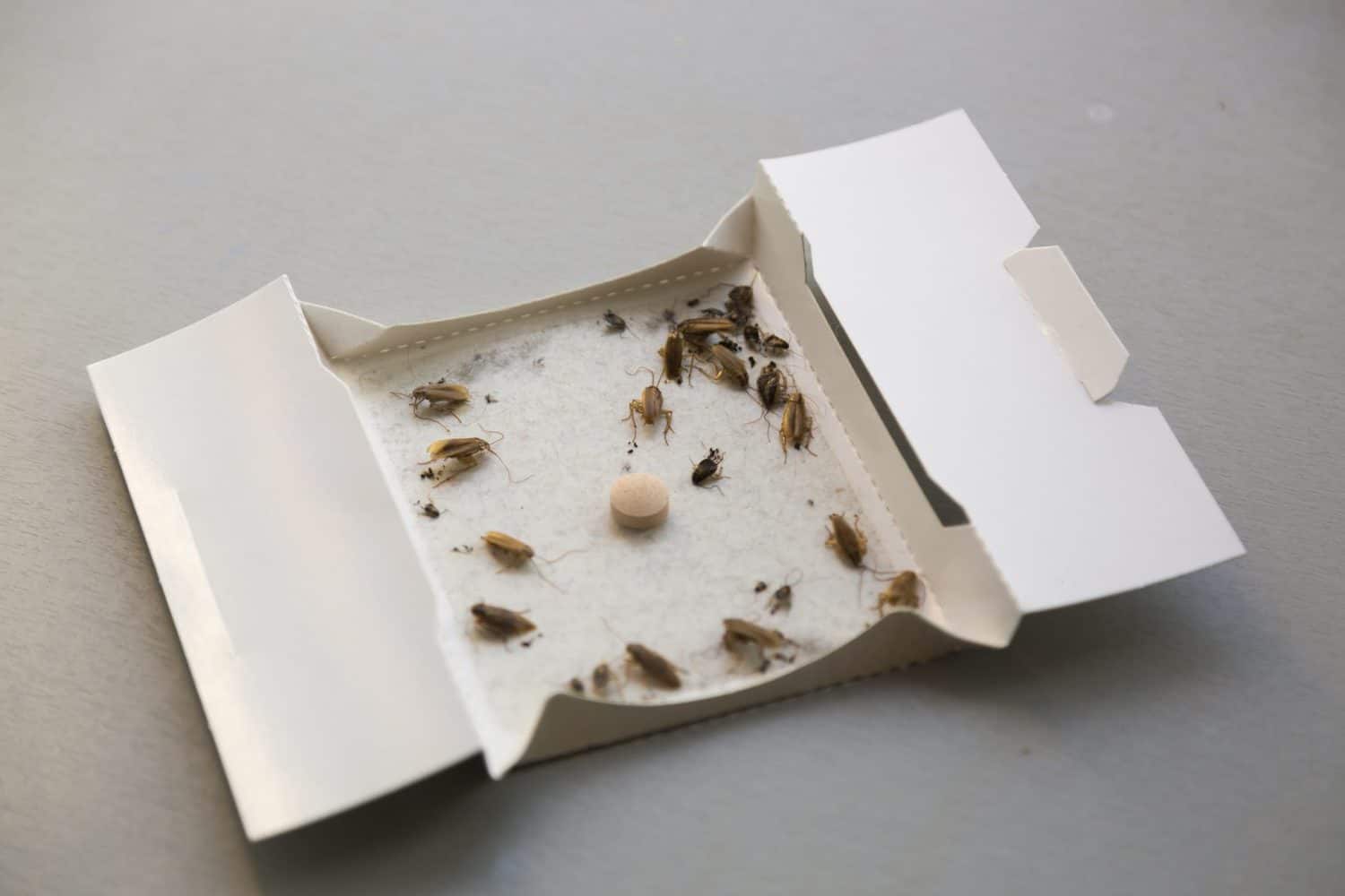 Do Sticky Traps Really Work for Roaches? PestProper