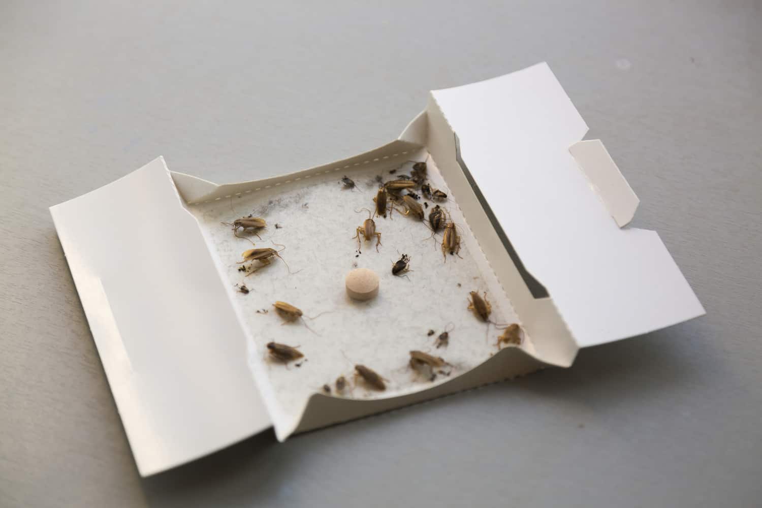 Do Sticky Traps Really Work for Roaches? PestProper
