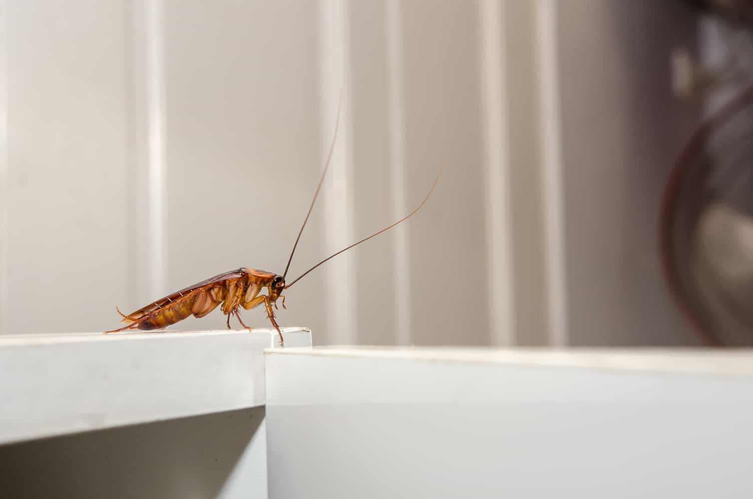 do-sticky-traps-really-work-to-eliminate-roaches-pestproper