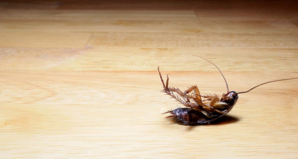roach repellent