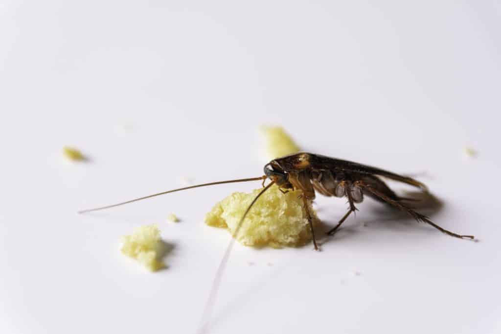 Advion Cockroach Gel Bait Review