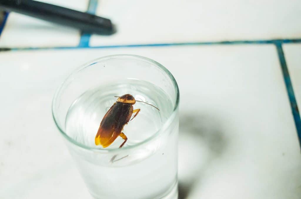 home remedies for roaches