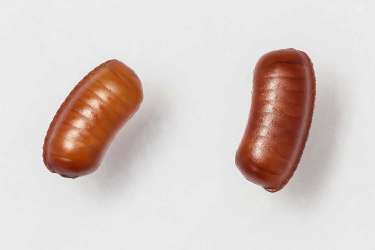 cockroach kecoa telur pallens kecoak scarafaggio membasmi kepala keras mengenali sacchi mudah membandel colourbox