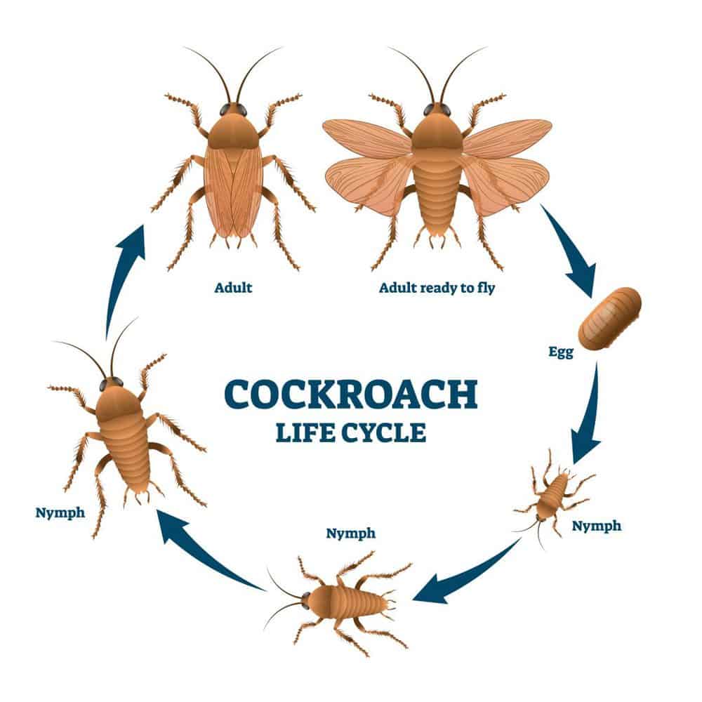 Lifecycle of cockroach