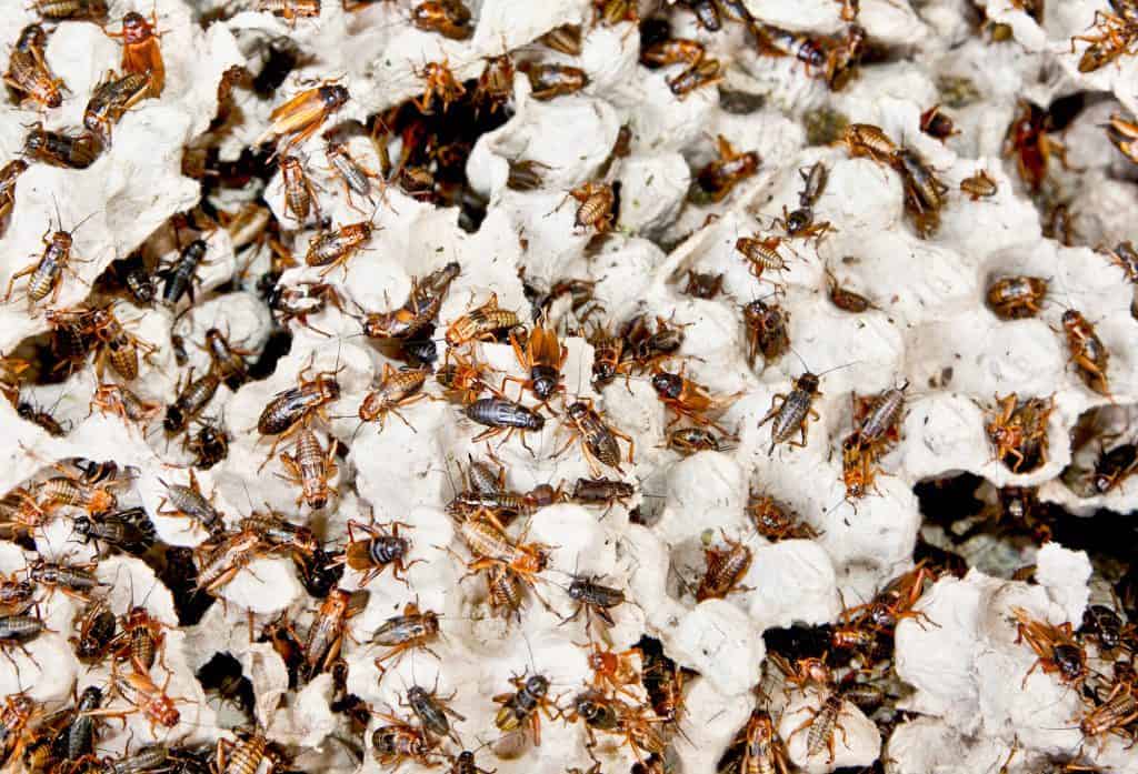 How to get rid of roaches? - PestProper.com