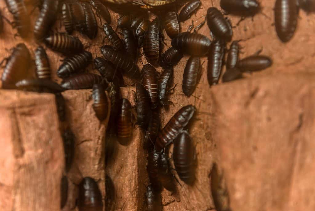 How Does Cockroach Nest Look Like? - PestProper