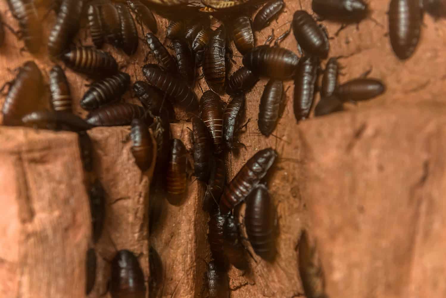 How Does Cockroach Nest Look Like Pestproper