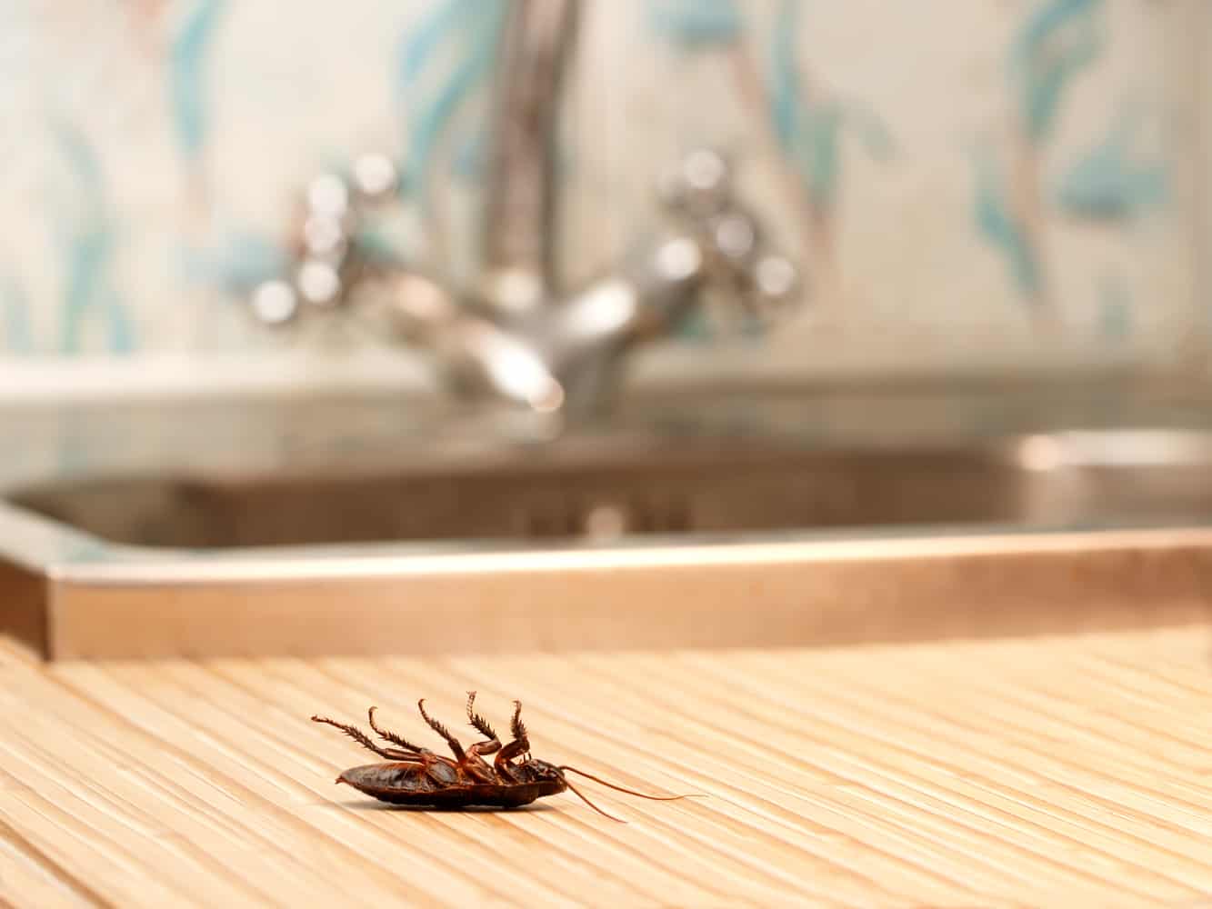 Does Bleach Kill Roaches? - PestProper.com