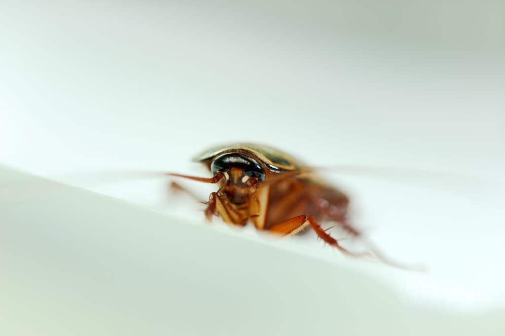 cockroach bite marks on baby