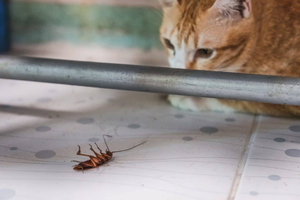 do cats eat roaches?