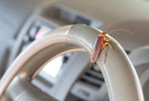 roach in car