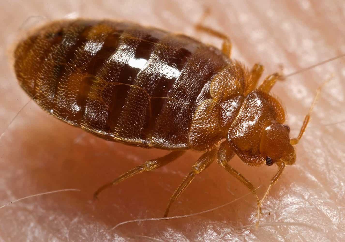 Bed Bugs Vs Roaches - PestProper