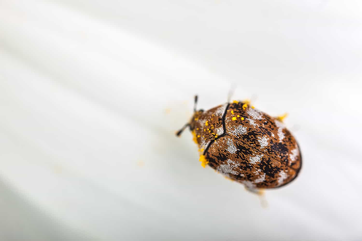 biscuit beetle vs. brown carpet beetle vs. fungus beetle