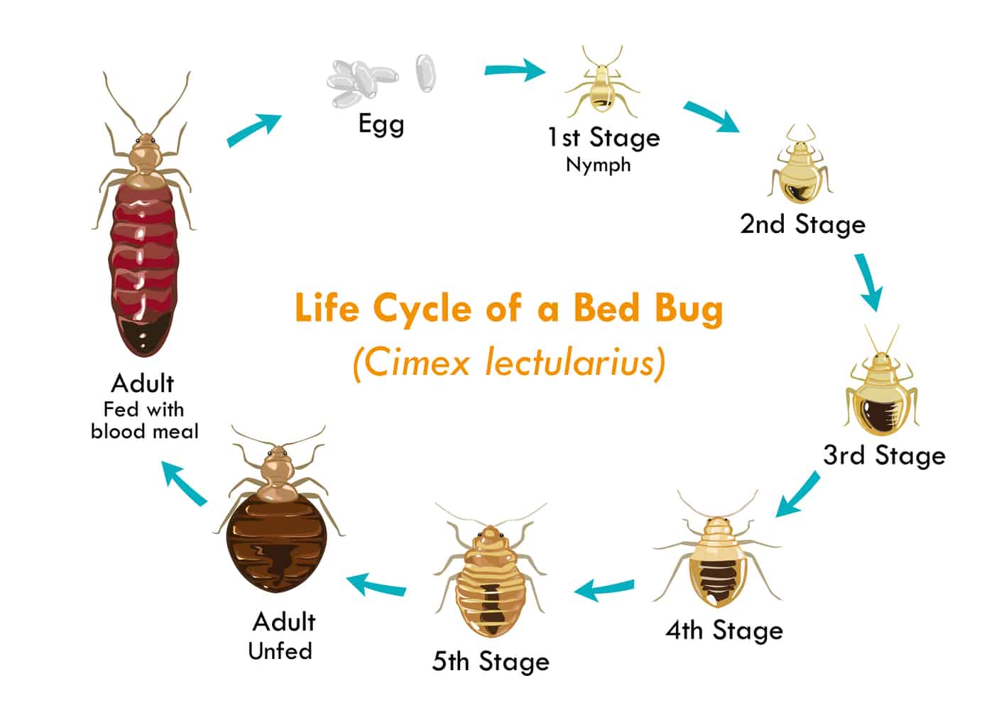 Bed Bugs Vs Roaches PestProper   Lifecycle Of Bed Bug 