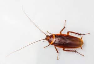 Bed bug vs roach