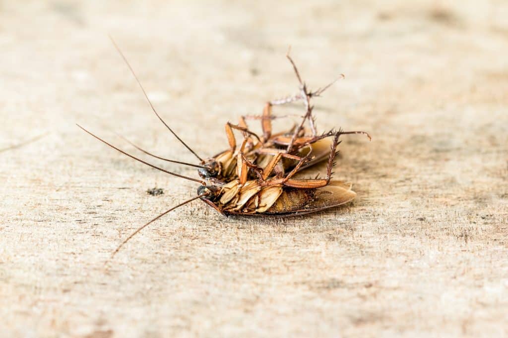 what eats cockroaches