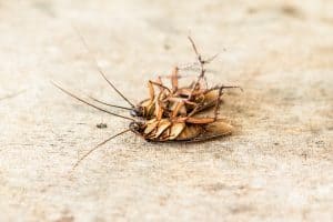 what eats cockroaches