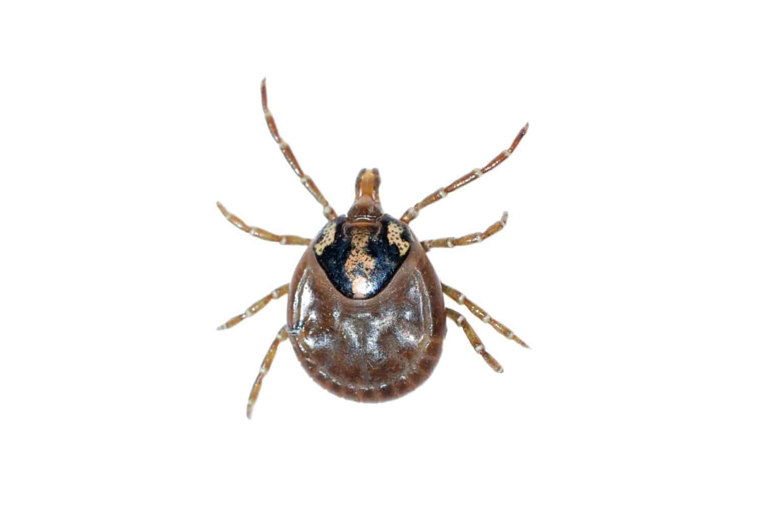 wood tick